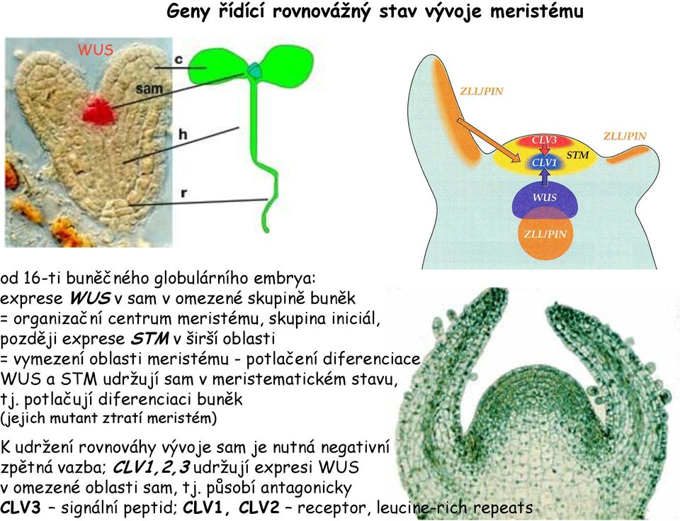 sam v meristematickém stavu, tj.