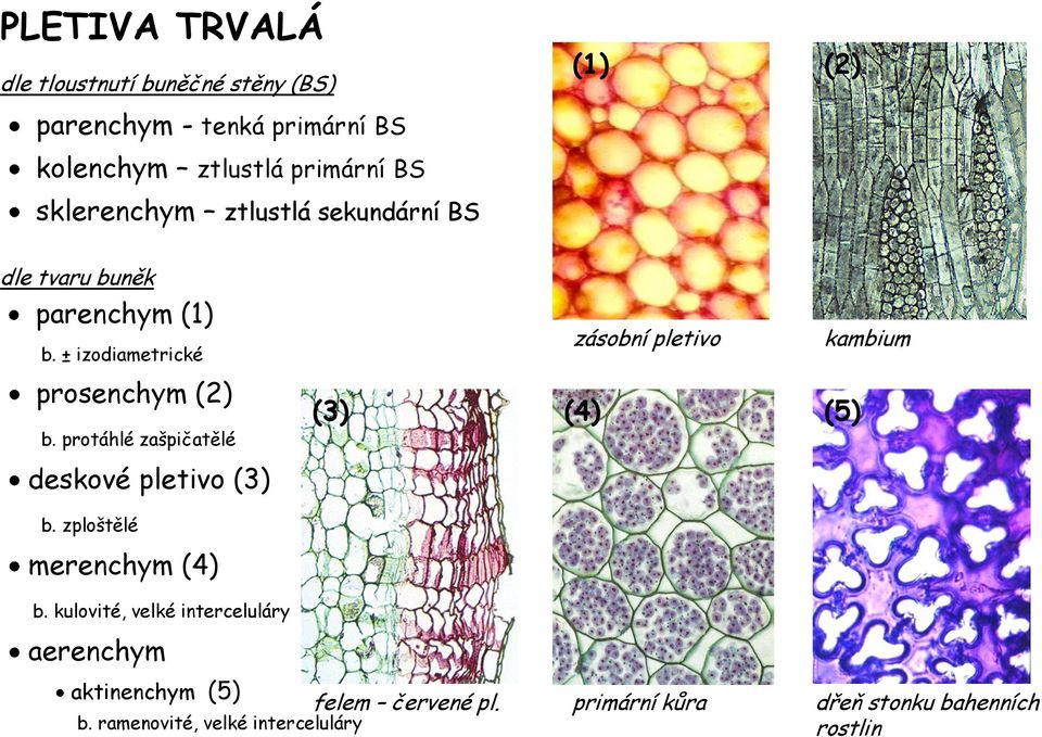 protáhlé zašpičatělé deskové pletivo (3) zásobní pletivo (3) (4) (5) kambium b. zploštělé merenchym (4) b.