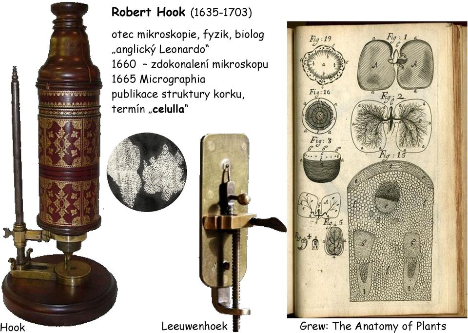 mikroskopu 1665 Micrographia publikace struktury
