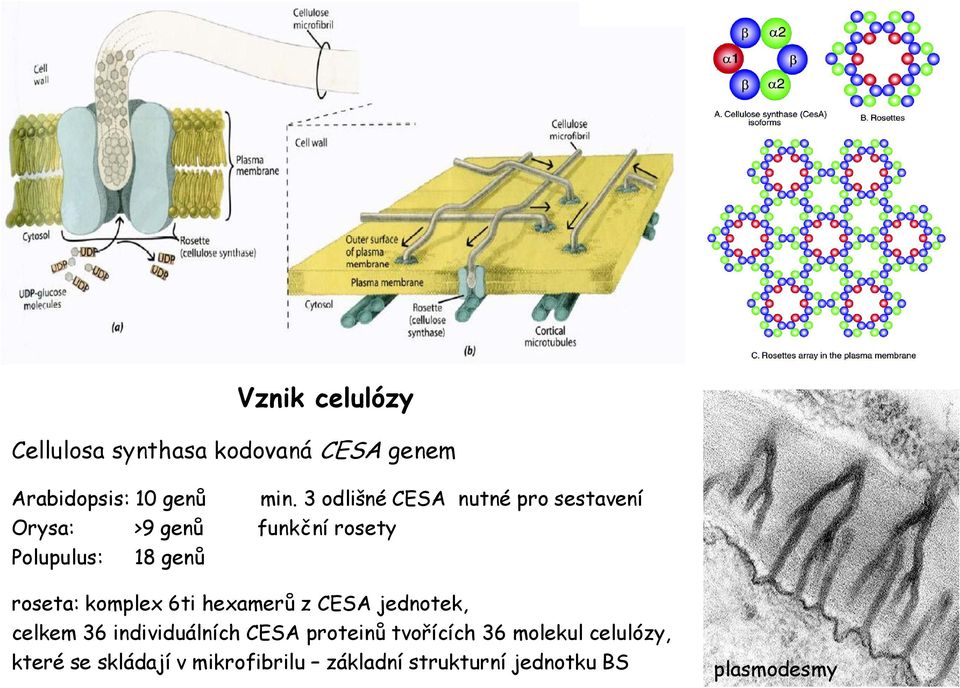 roseta: komplex 6ti hexamerů z CESA jednotek, celkem 36 individuálních CESA proteinů