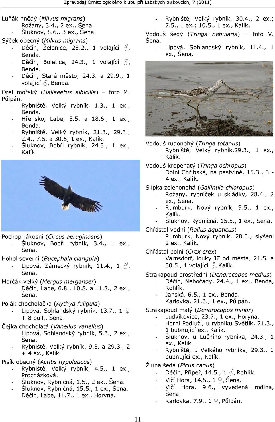 3., 29.3., 2.4., 7.5. a 30.5, 1 ex., Kalík. - Šluknov, Bobří rybník, 24.3., 1 ex., Kalík. Pochop rákosní (Circus aeruginosus) - Šluknov, Bobří rybník, 3.4., 1 ex., Šena.