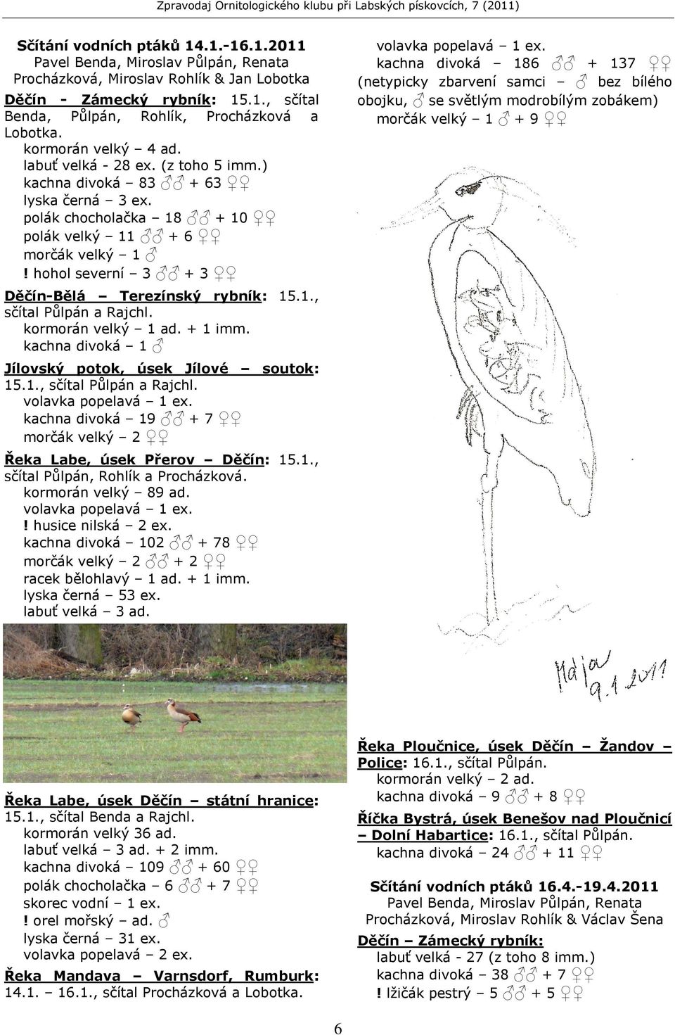 hohol severní 3 + 3 Děčín-Bělá Terezínský rybník: 15.1., sčítal Půlpán a Rajchl. kormorán velký 1 ad. + 1 imm. kachna divoká 1 Jílovský potok, úsek Jílové soutok: 15.1., sčítal Půlpán a Rajchl. volavka popelavá 1 ex.