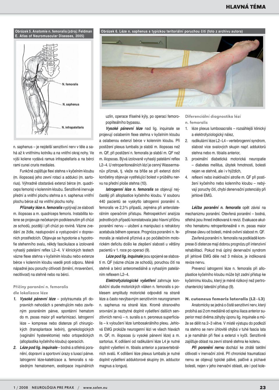 Ve výši kolene vydává ramus infrapatellaris a na bérci rami cunei cruris mediales. Funkčně zajišťuje flexi stehna v kyčelním kloubu (m. iliopsoas) jeho zevní rotaci a addukci (m. sartorius).
