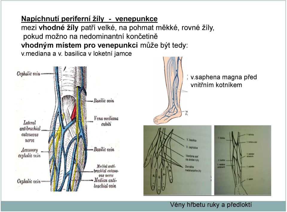 místem pro venepunkci může být tedy: v.mediana a v.