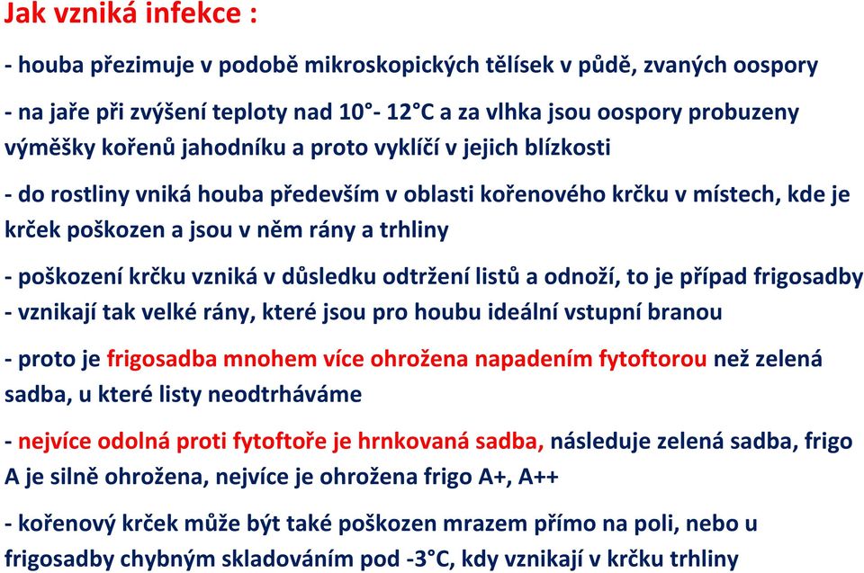 odtržení listů a odnoží, to je případ frigosadby - vznikají tak velké rány, které jsou pro houbu ideální vstupní branou - proto je frigosadba mnohem více ohrožena napadením fytoftorou než zelená