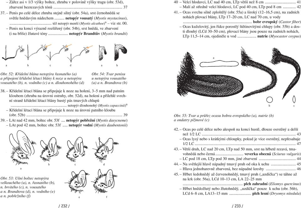 .. netopýr Brndtův (Myotis rndti) 40 Velcí hlodvci, LC nd 40 cm, LTp větší než 8 cm... 41 Mlí ž středně velcí hlodvci, LC pod 40 cm, LTp pod 8 cm... 42 41. Ocs svrchu silně zploštělý (or.