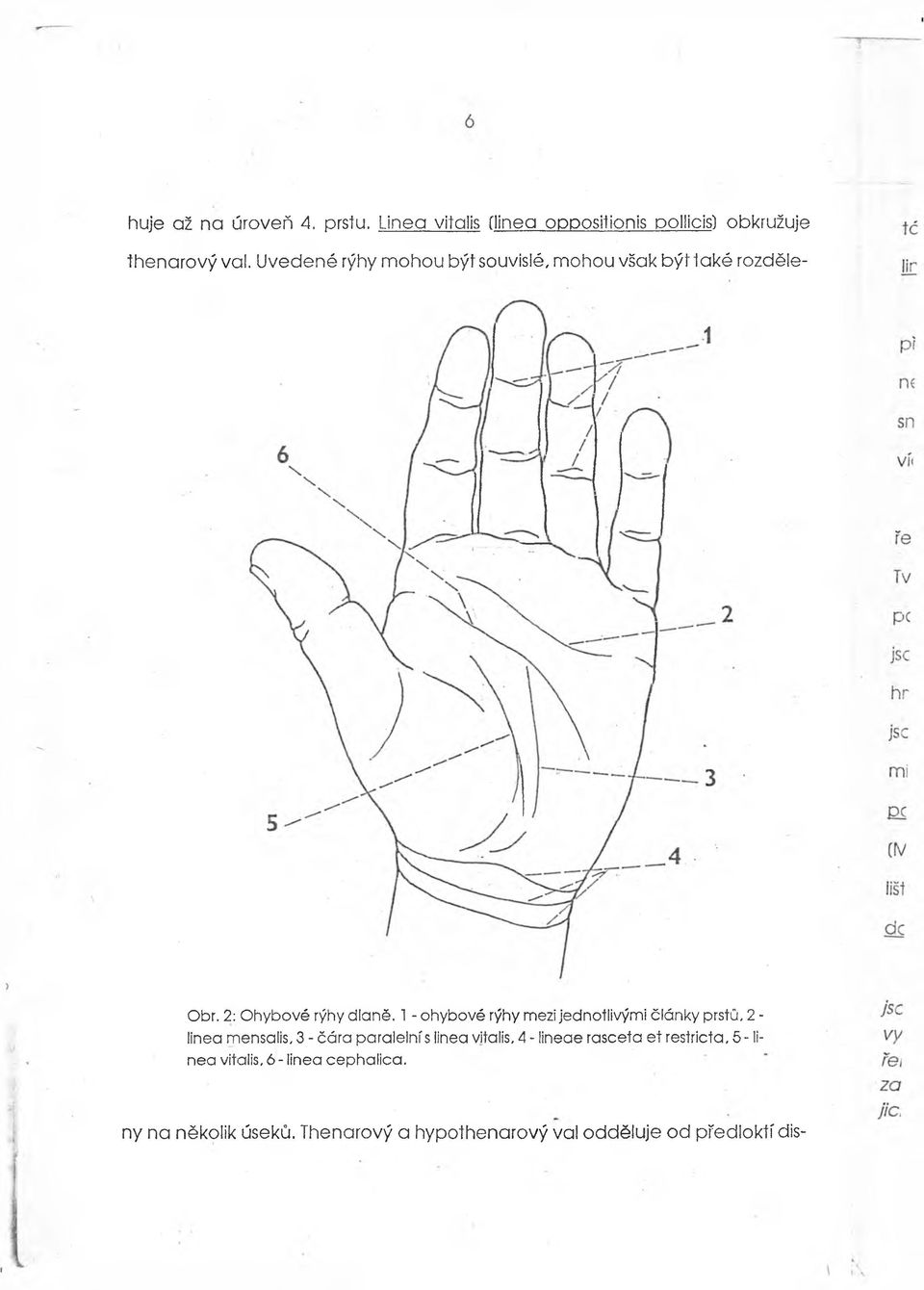 1 - ohybové rýhy mezi jednotlivými články prstů, 2 - linea mensalis, 3 - čára paralelnís linea vitalis, 4 -