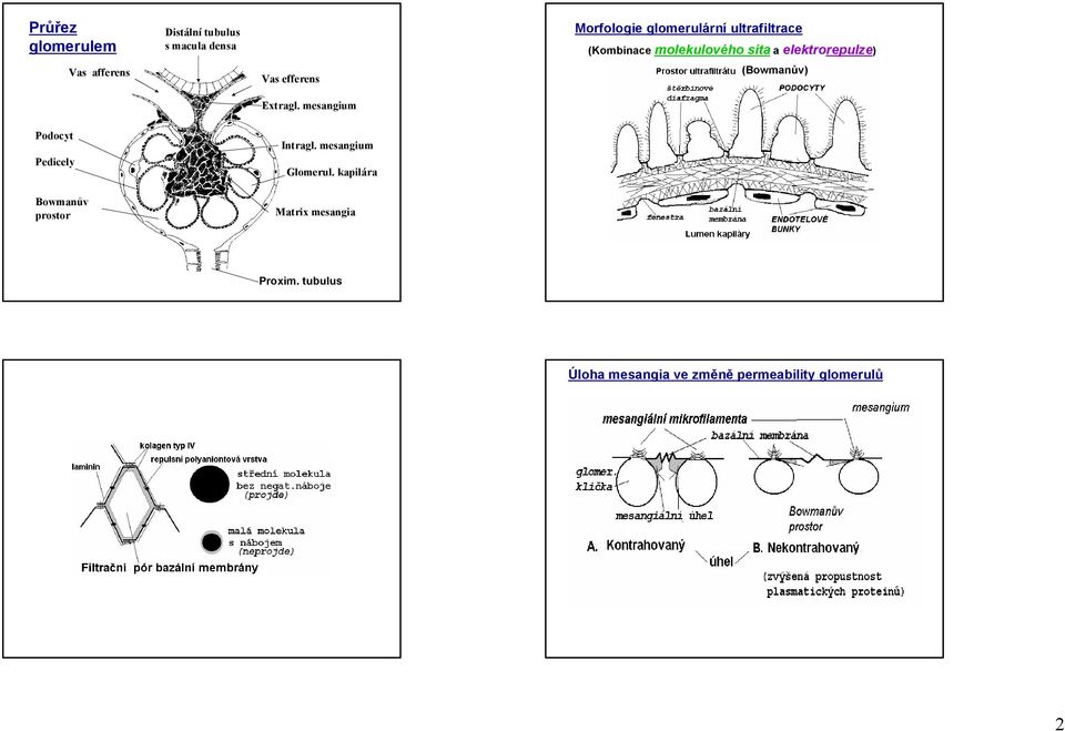 elektrorepulze) (Bowmanův) Podocyt Pedicely Intragl. mesangium Glomerul.
