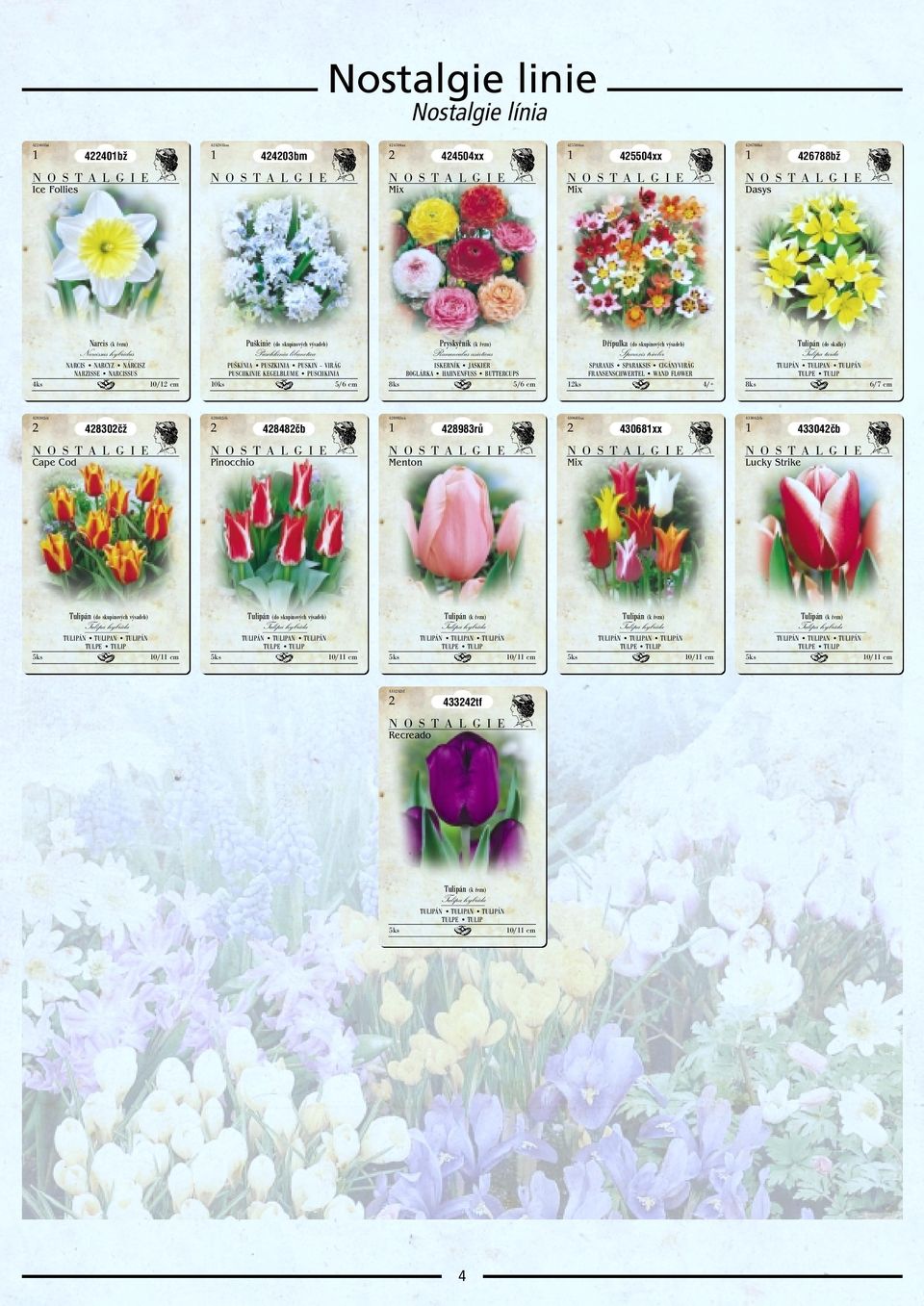 BUERCUPS /6 cm Dřípulka (do skupinových výsadeb) Sparaxis tricolor SPRXIS SPRKSIS CIGÁNVIRÁG FRNSENSCHWEREL WND FLOWER ks /+ 8ks ulipán (do skalky) ulipa tarda UPÁN UPN UPÁN ULPE UP 6/7 cm 80čž 80čž