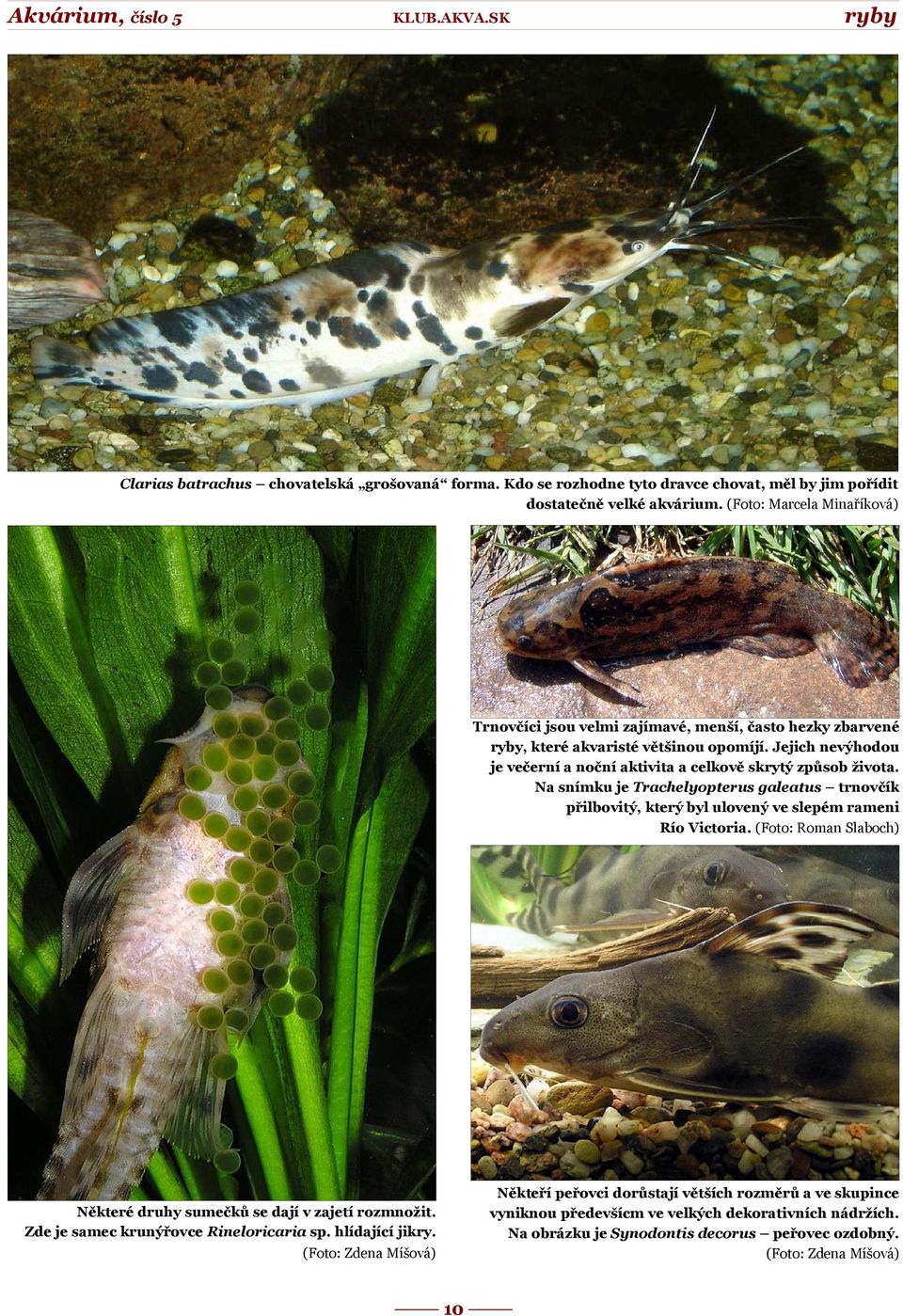 Jejich nevýhodou je večerní a noční aktivita a celkově skrytý způsob života. Na snímku je Trachelyopterus galeatus trnovčík přilbovitý, který byl ulovený ve slepém rameni Río Victoria.