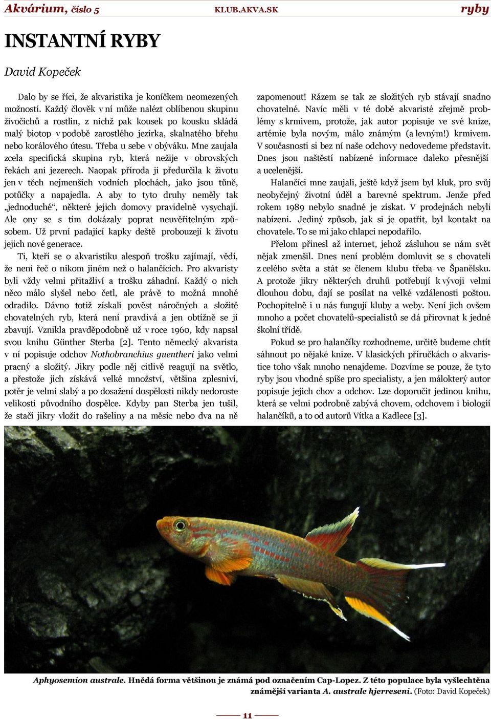 Třeba u sebe v obýváku. Mne zaujala zcela specifická skupina ryb, která nežije v obrovských řekách ani jezerech.