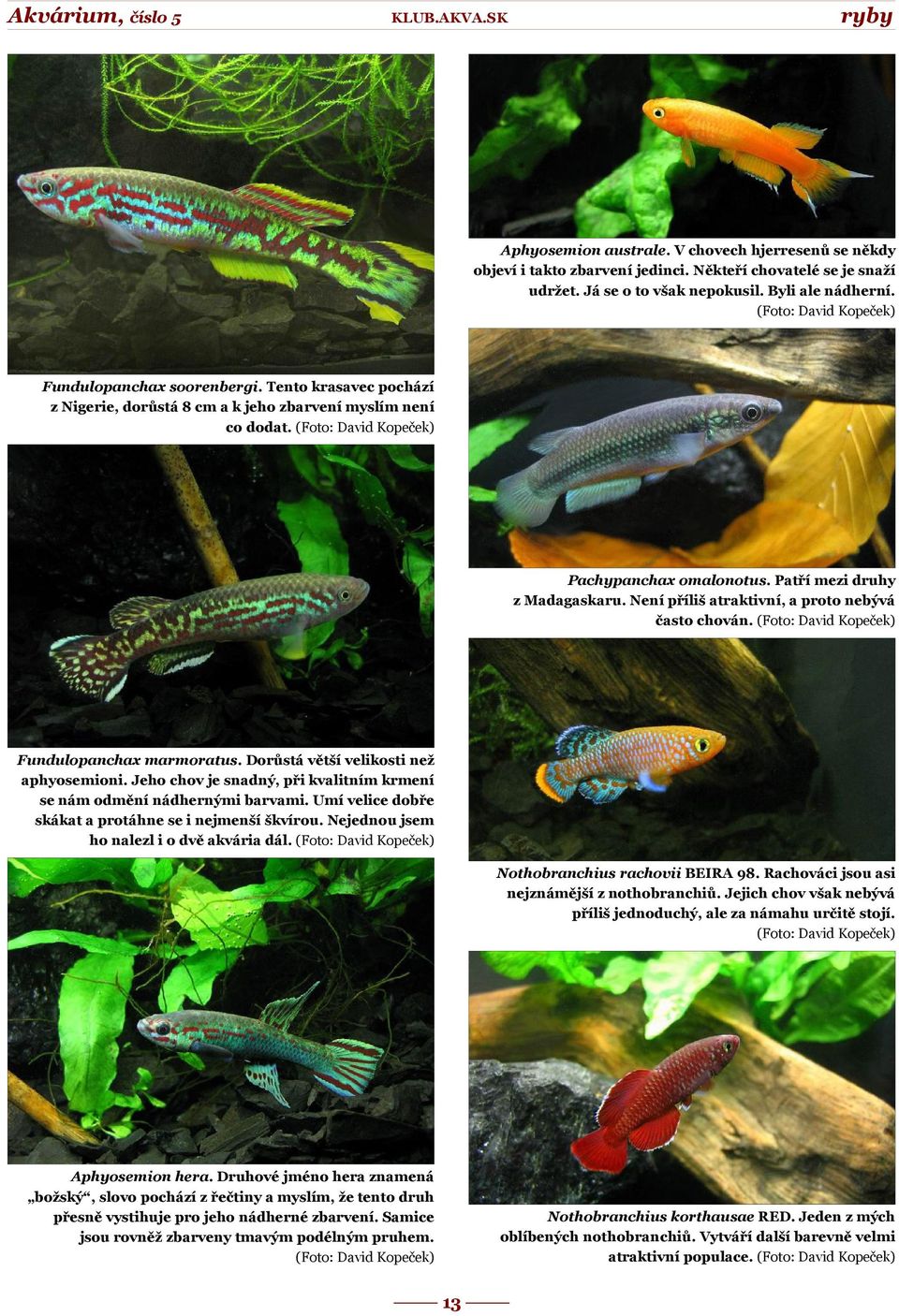 Patří mezi druhy z Madagaskaru. Není příliš atraktivní, a proto nebývá často chován. (Foto: David Kopeček) Fundulopanchax marmoratus. Dorůstá větší velikosti než aphyosemioni.