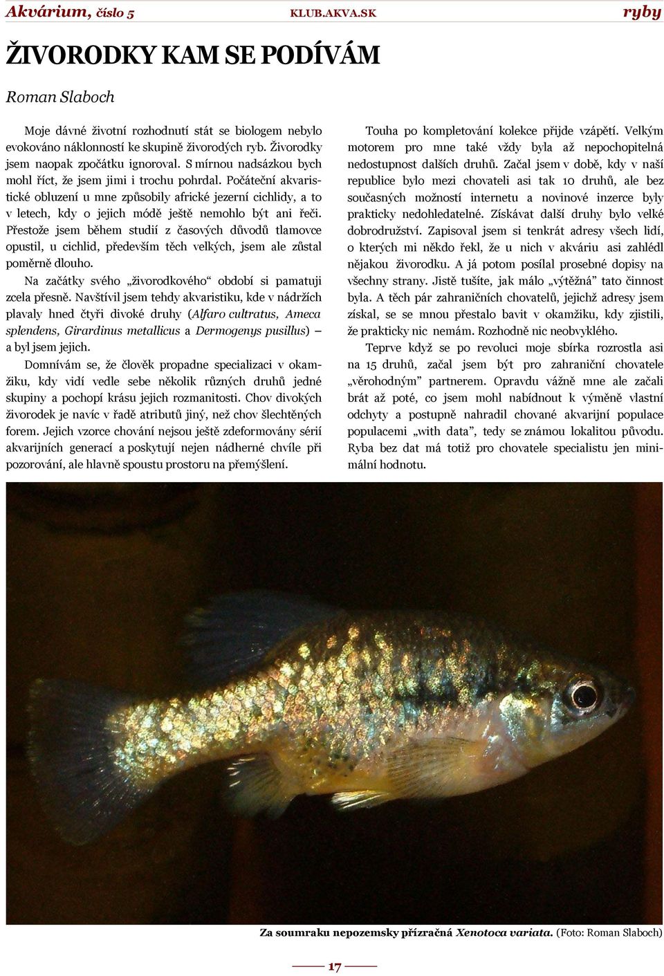 Přestože jsem během studií z časových důvodů tlamovce opustil, u cichlid, především těch velkých, jsem ale zůstal poměrně dlouho. Touha po kompletování kolekce přijde vzápětí.