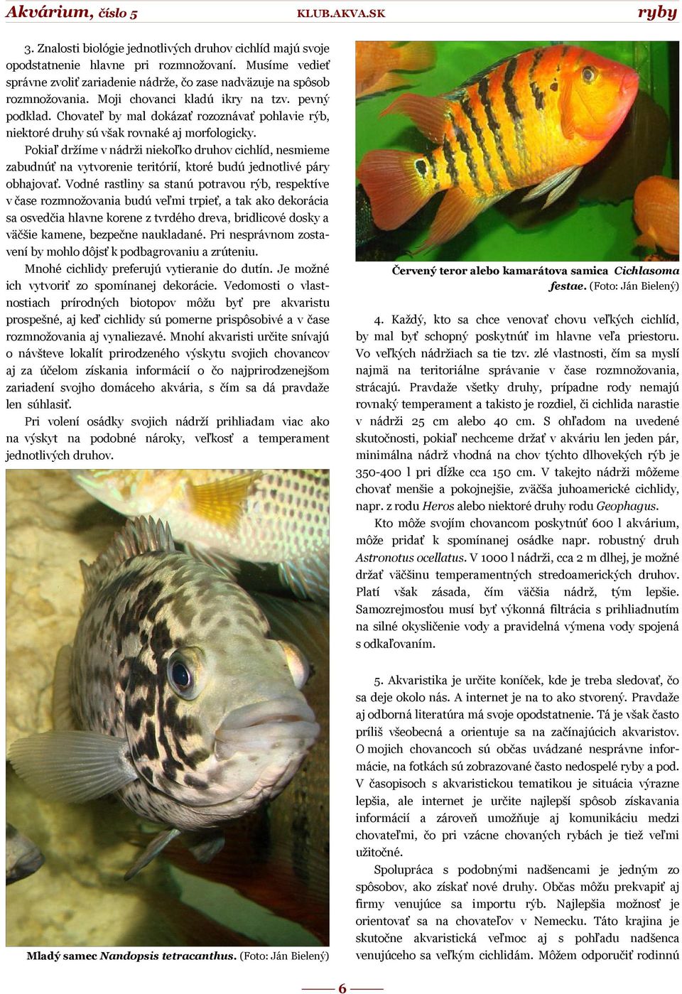 Pokiaľ držíme v nádrži niekoľko druhov cichlíd, nesmieme zabudnúť na vytvorenie teritórií, ktoré budú jednotlivé páry obhajovať.
