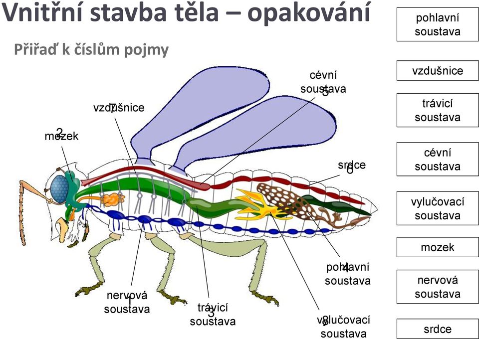 cévní soustava vylučovací soustava mozek nervová 1 soustava trávicí 3