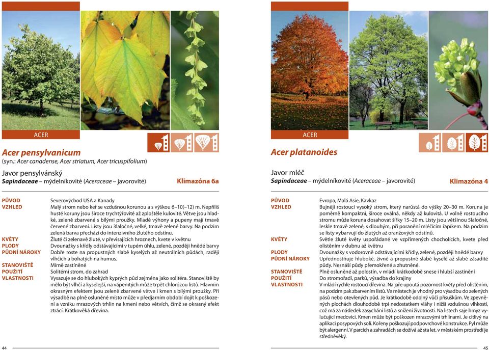(Aceraceae javorovité) Klimazóna 4 Severovýchod USA a Kanady Malý strom nebo keř se vzdušnou korunou a s výškou 6 10( 12) m. Nepříliš husté koruny jsou široce trychtýřovité až zploštěle kulovité.