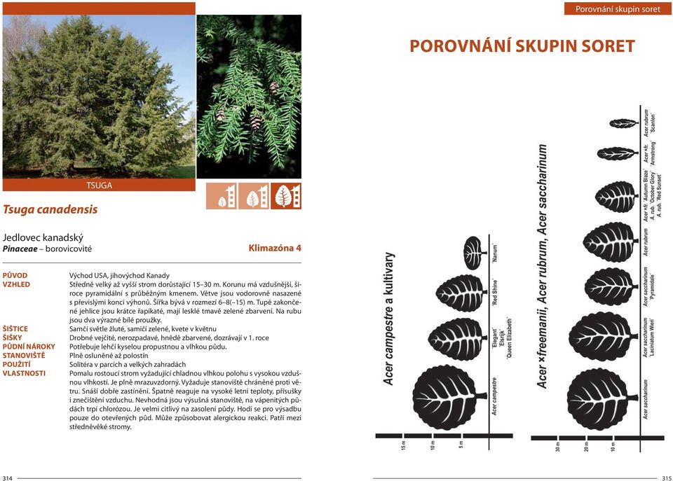 Tupě zakončené jehlice jsou krátce řapíkaté, mají lesklé tmavě zelené zbarvení. Na rubu jsou dva výrazné bílé proužky.