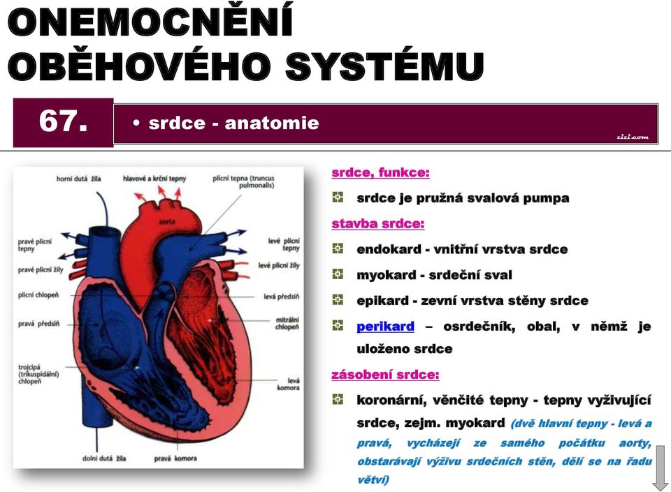 myokard - srdeční sval epikard - zevní vrstva stěny srdce perikard osrdečník, obal, v němž je uloženo srdce