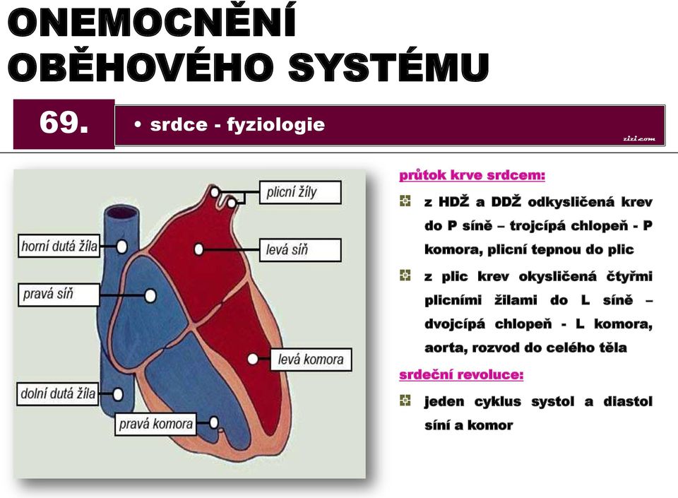 trojcípá chlopeň - P komora, plicní tepnou do plic z plic krev okysličená čtyřmi