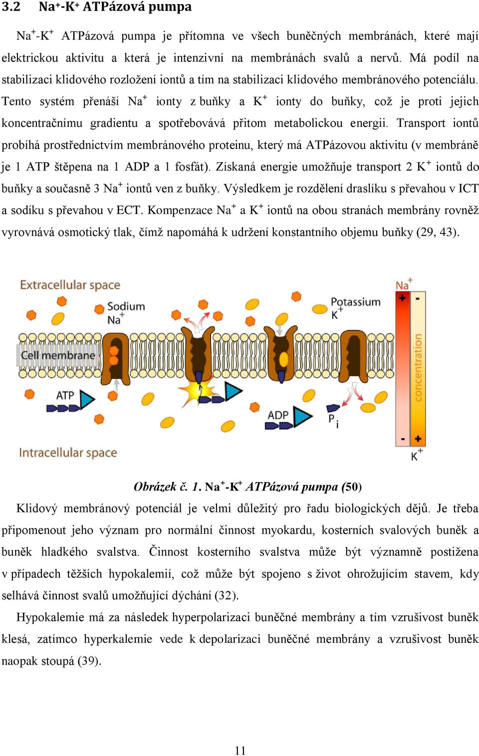 Tento systém přenáší Na + ionty z buňky a K + ionty do buňky, což je proti jejich koncentračnímu gradientu a spotřebovává přitom metabolickou energii.