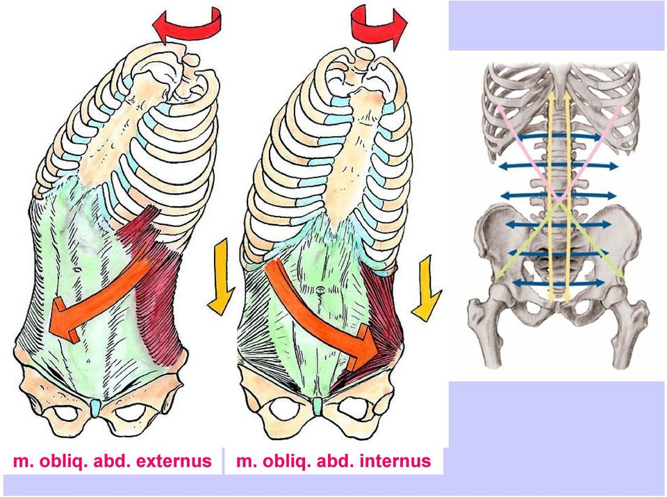 externus  