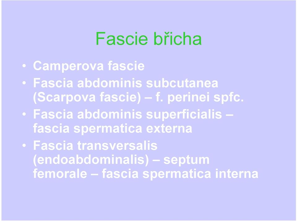 Fascia abdominis superficialis fascia spermatica externa