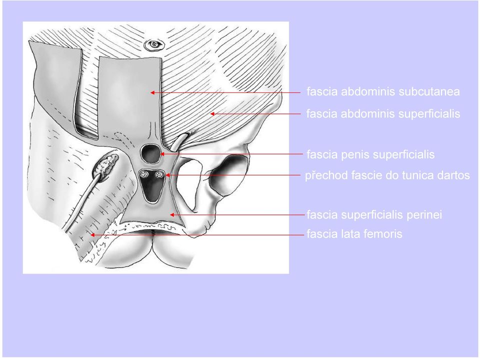 superficialis přechod fascie do tunica