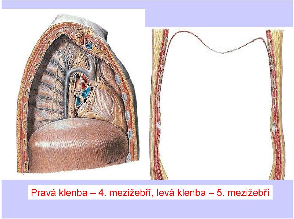 mezižebří,