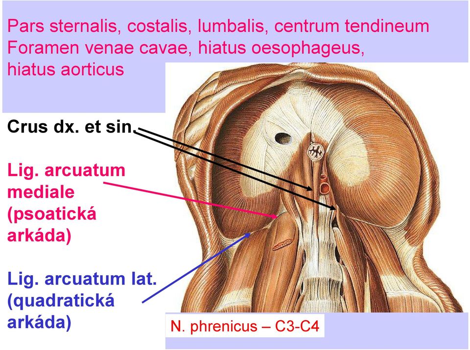 Crus dx. et sin. Lig.