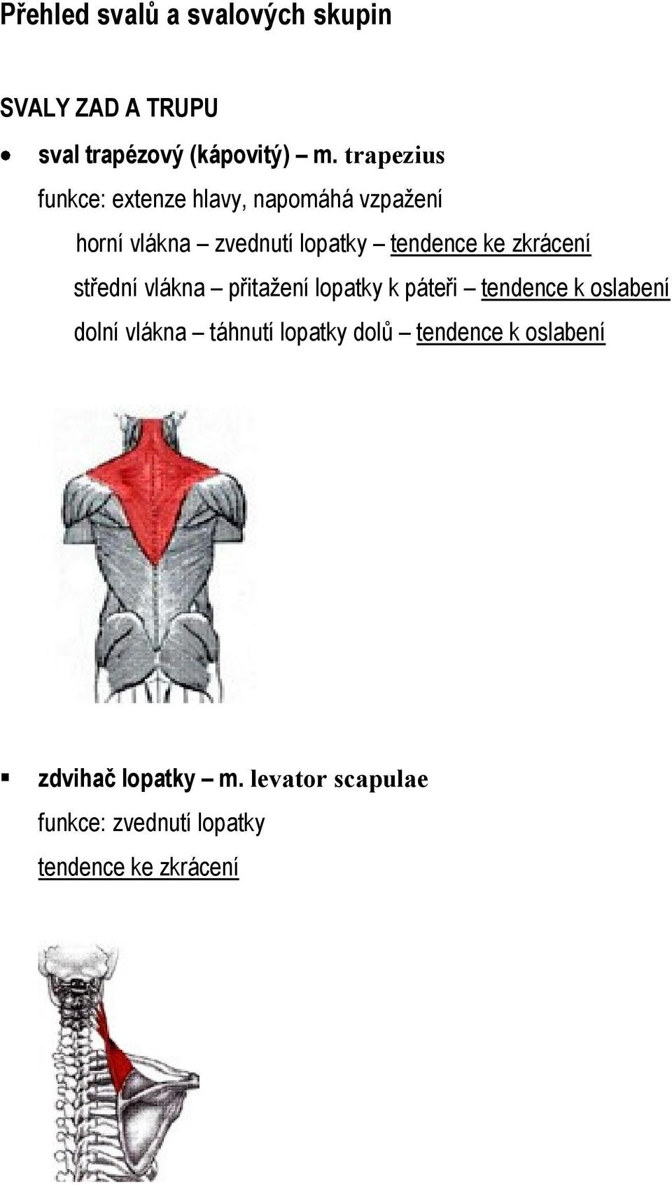 trapezius funkce: extenze hlavy, napomáhá vzpažení horní vlákna zvednutí