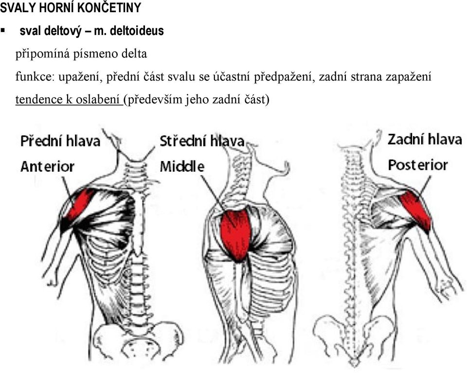 upažení, přední část svalu se účastní