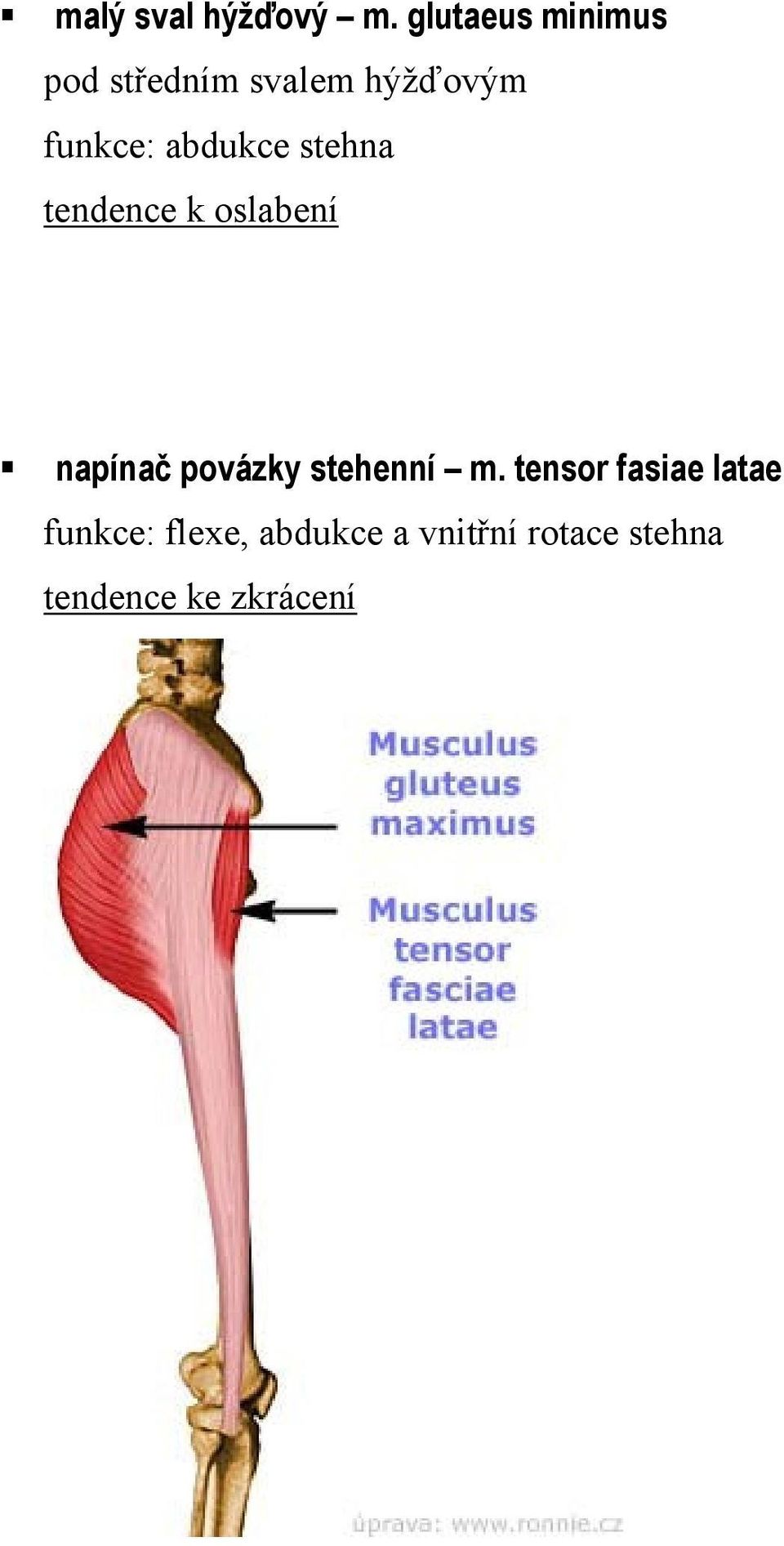 funkce: abdukce stehna napínač povázky