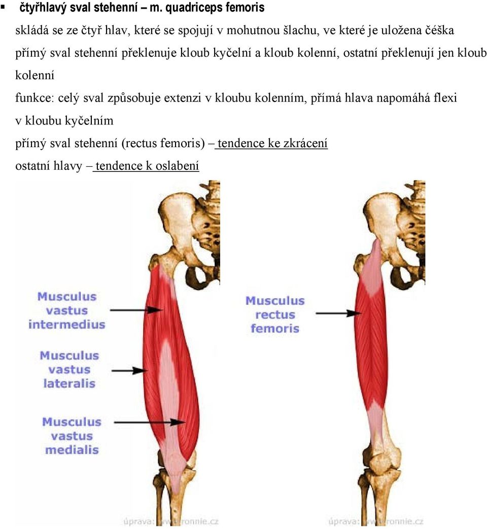 uložena čéška přímý sval stehenní překlenuje kloub kyčelní a kloub kolenní, ostatní překlenují