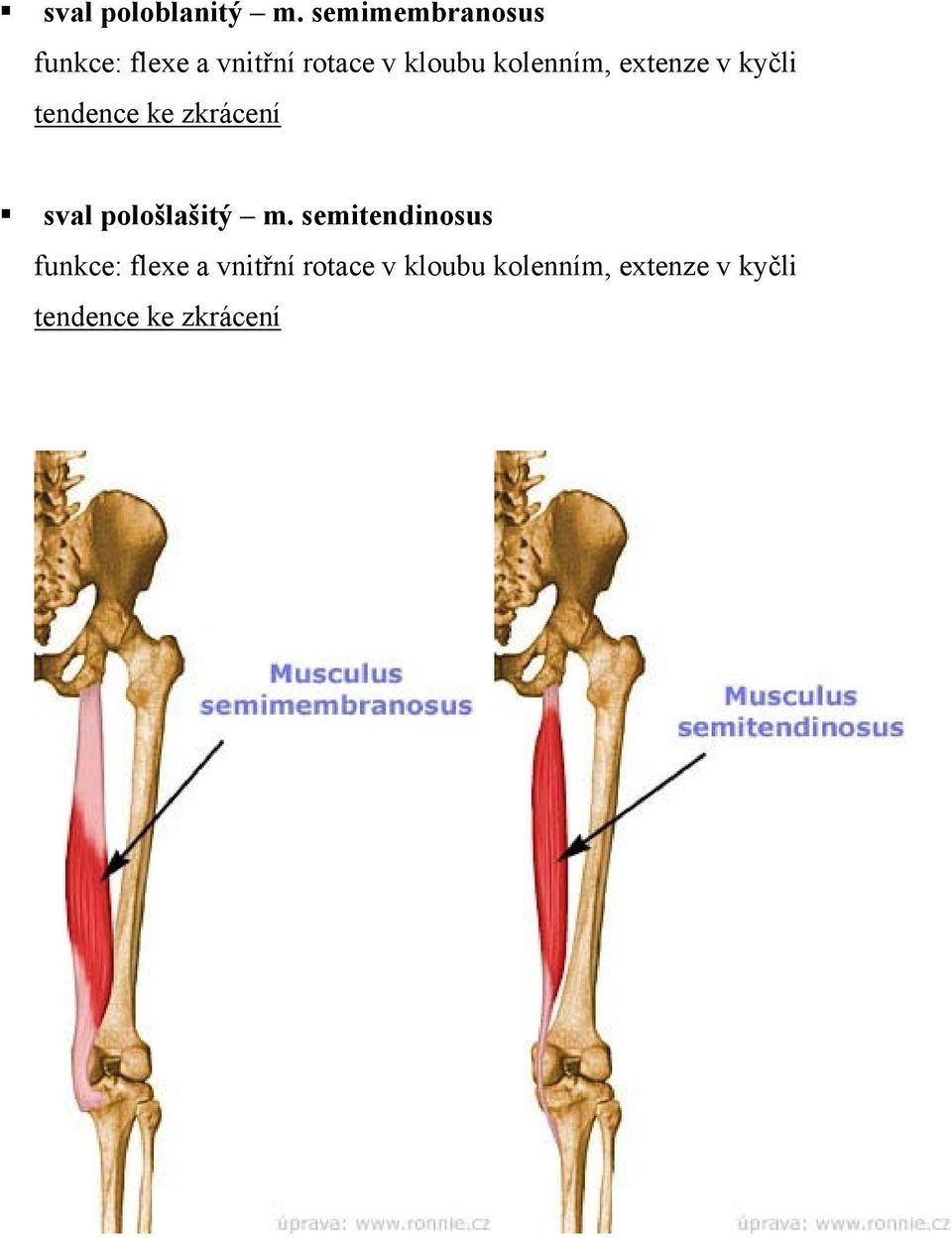 kloubu kolenním, extenze v kyčli sval pološlašitý