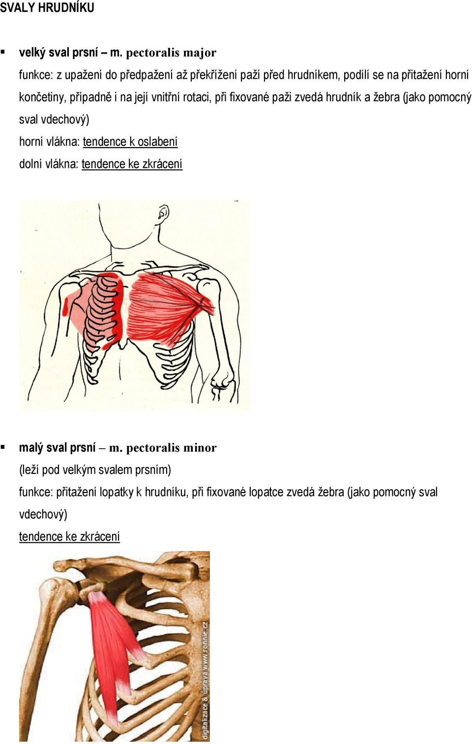 končetiny, případně i na její vnitřní rotaci, při fixované paži zvedá hrudník a žebra (jako pomocný sval vdechový)