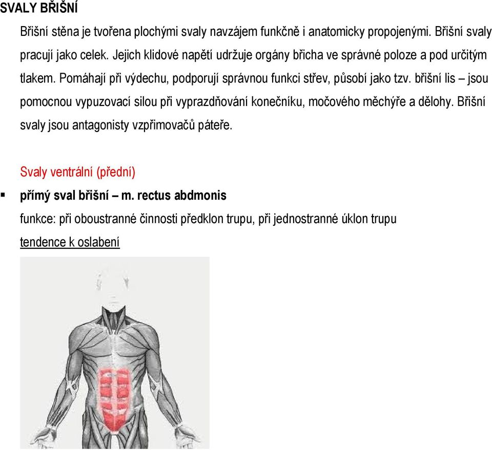 Pomáhají při výdechu, podporují správnou funkci střev, působí jako tzv.