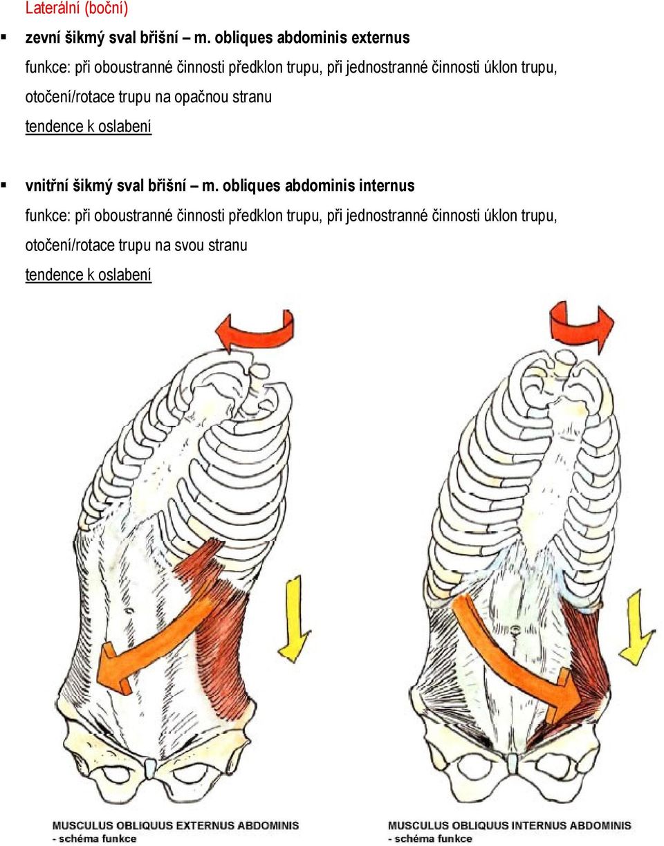 činnosti úklon trupu, otočení/rotace trupu na opačnou stranu vnitřní šikmý sval břišní m.