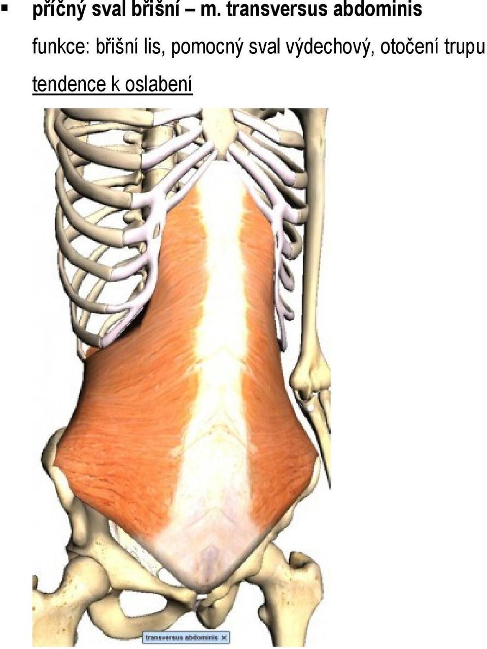 funkce: břišní lis,