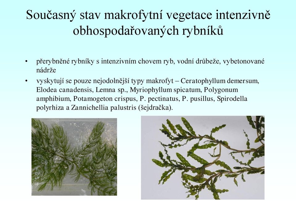 makrofyt Ceratophyllum demersum, Elodea canadensis, Lemna sp.