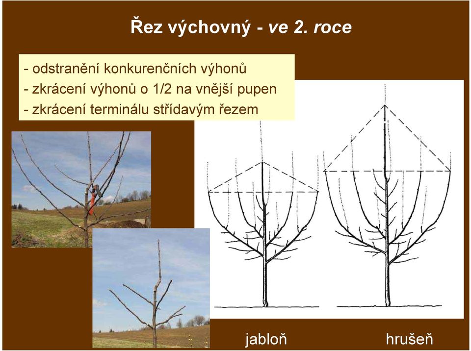 výhonů - zkrácení výhonů o 1/2 na