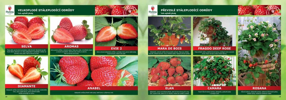 Plodí od června až do října. EVIE 2 Velice výnosná stáleplodící odrůda s vynikající chutí, pevné, lesklé plody, tmavě červené, odolná vůči padlí.
