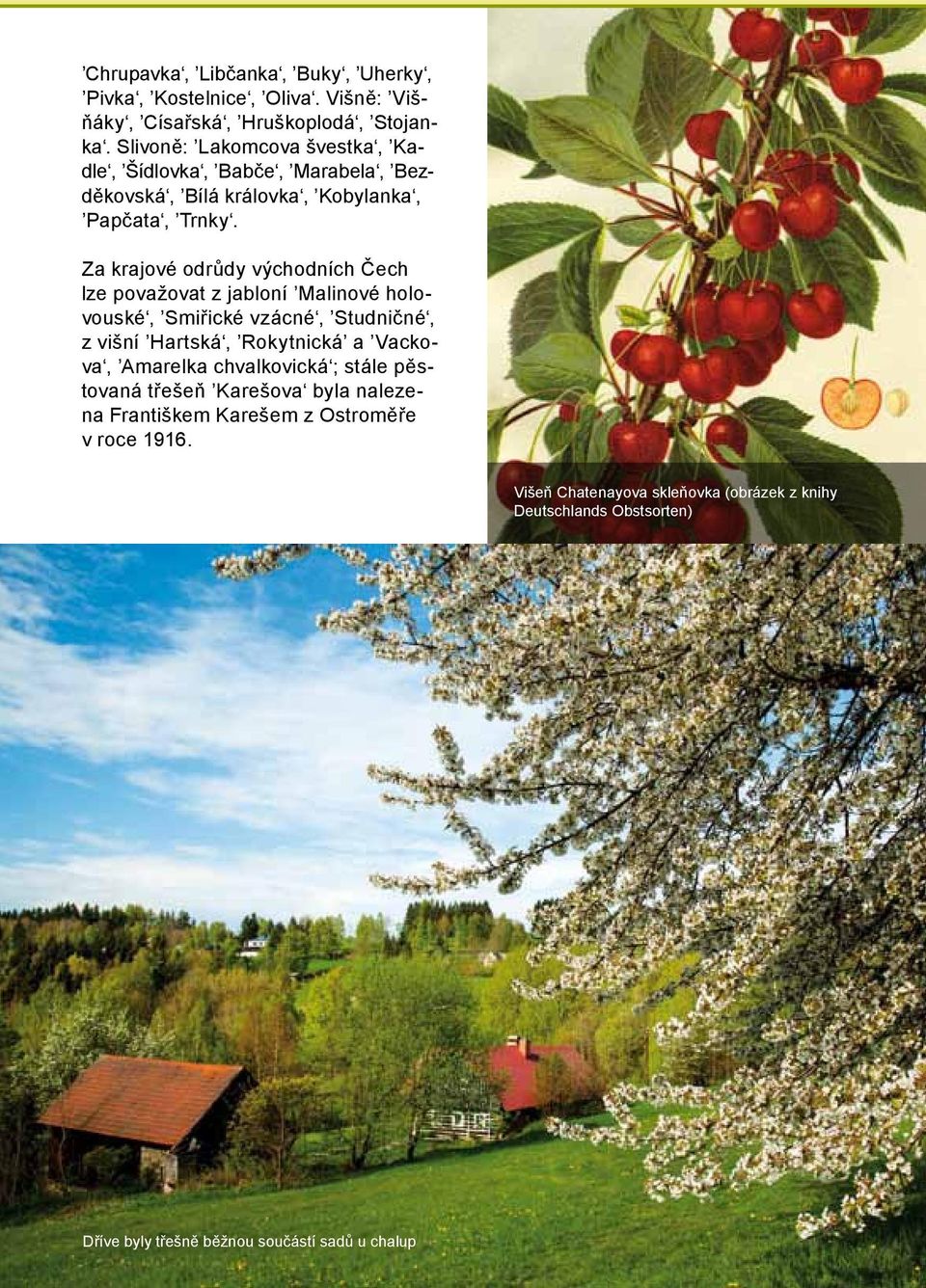 Za krajové odrůdy východních Čech lze považovat z jabloní Malinové holovouské, Smiřické vzácné, Studničné, z višní Hartská, Rokytnická a Vackova,