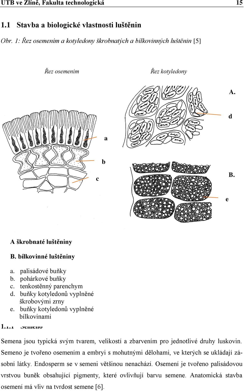 buňky kotyledonů vyplněné bílkovinami 1.1.1 Semeno Semena jsou typická svým tvarem, velikostí a zbarvením pro jednotlivé druhy luskovin.