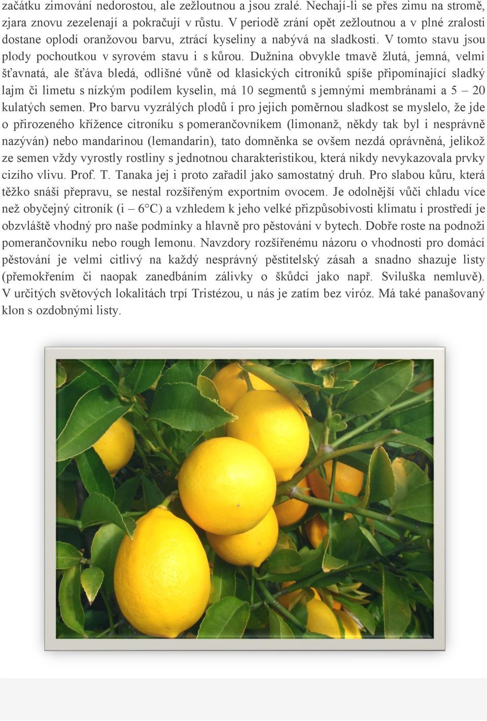 Dužnina obvykle tmavě žlutá, jemná, velmi šťavnatá, ale šťáva bledá, odlišné vůně od klasických citroníků spíše připomínající sladký lajm či limetu s nízkým podílem kyselin, má 10 segmentů s jemnými