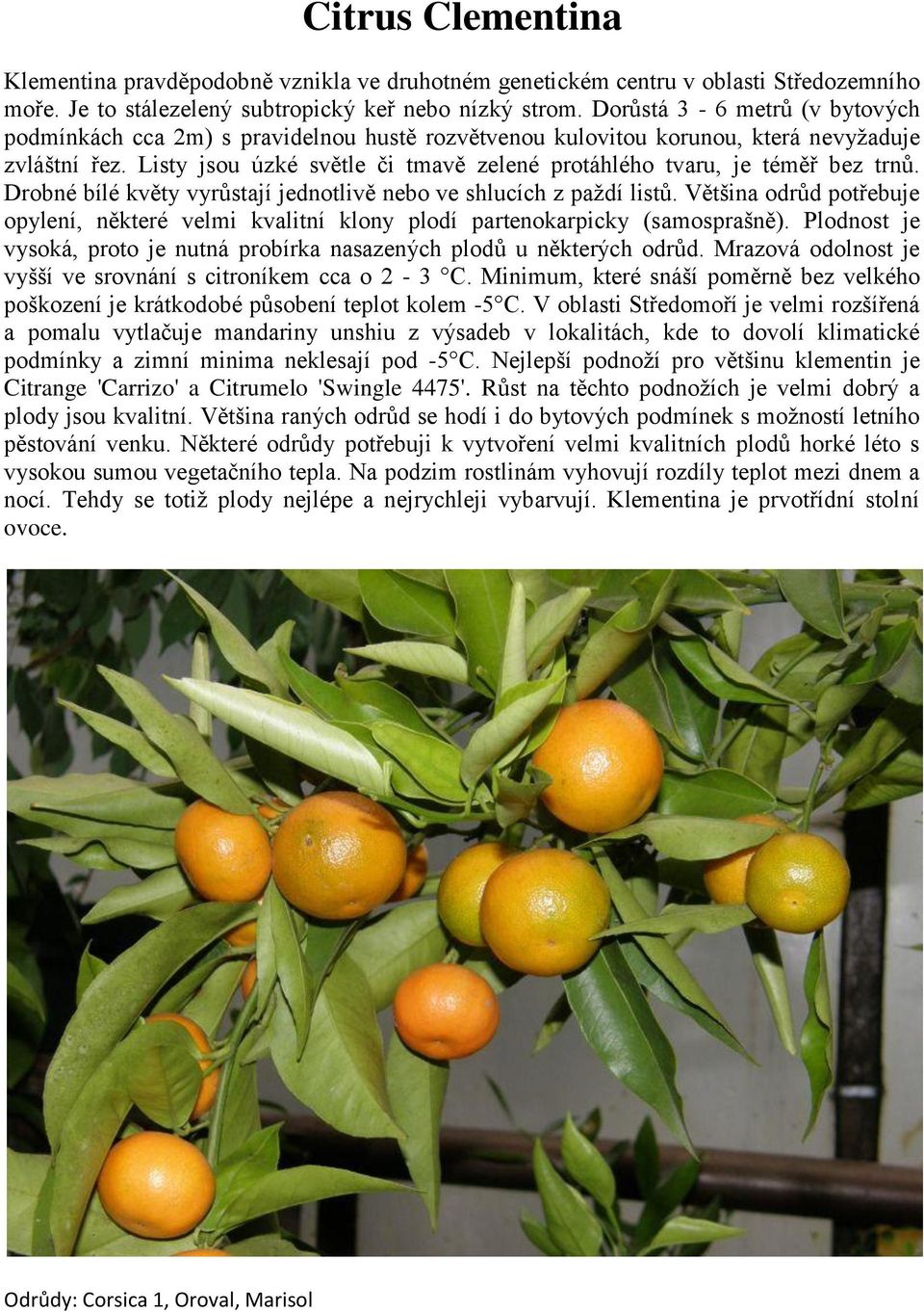 Listy jsou úzké světle či tmavě zelené protáhlého tvaru, je téměř bez trnů. Drobné bílé květy vyrůstají jednotlivě nebo ve shlucích z paždí listů.