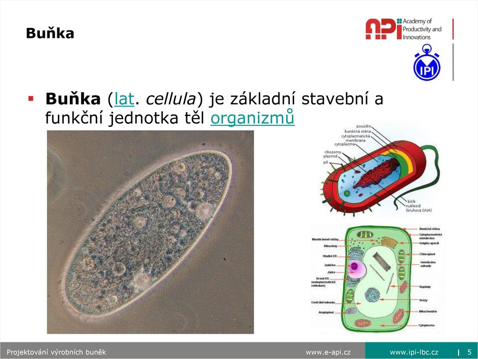 funkční jednotka těl organizmů