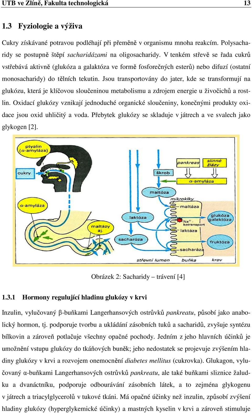 V tenkém střevě se řada cukrů vstřebává aktivně (glukóza a galaktóza ve formě fosforečných esterů) nebo difuzí (ostatní monosacharidy) do tělních tekutin.
