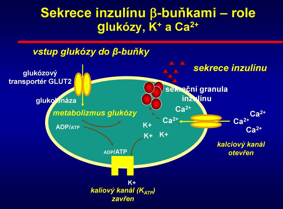 ADP/ATP ADP/ATP sekrece inzulínu sekreční granula inzulínu Ca 2+ Ca 2+