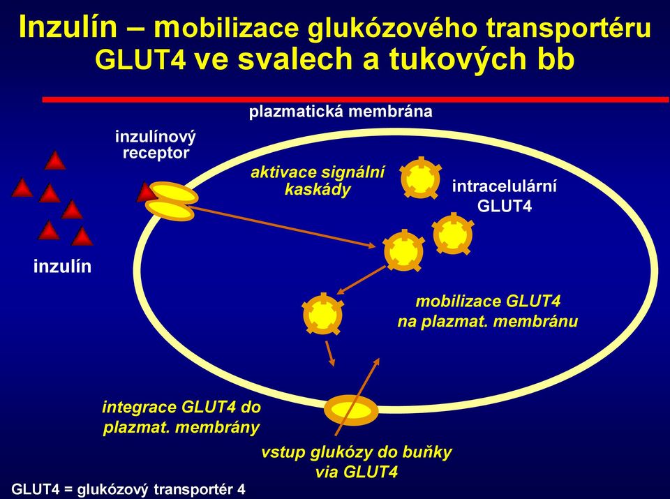 intracelulární GLUT4 inzulín mobilizace GLUT4 na plazmat.