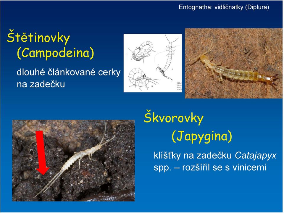 cerky na zadečku Škvorovky (Japygina)